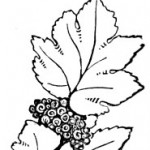 grapes-and-leaves-s