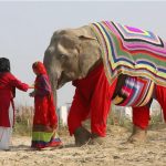 elephant jammies - elephant-sized knitted jumpers