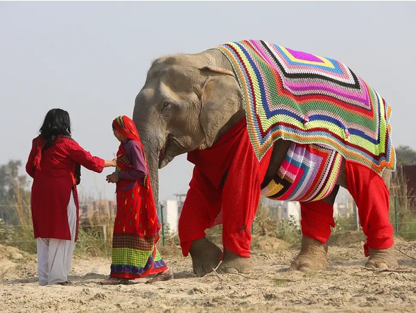 elephant jammies - elephant-sized knitted jumpers